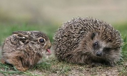 How to develop responsibility, the rabbit shows the tongue to the hedgehog