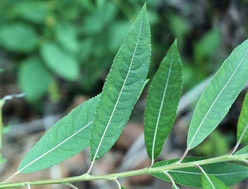 How to get aspirin in the field