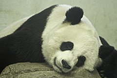 Panda is sleeping