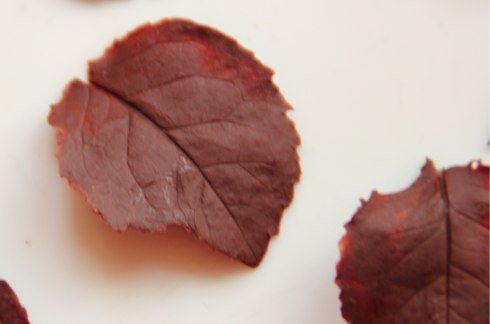 chocolate leaves9