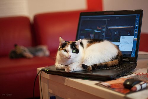 cat on keyboard