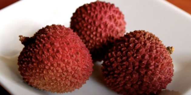 How to grow lychee from a stone: detailed instructions