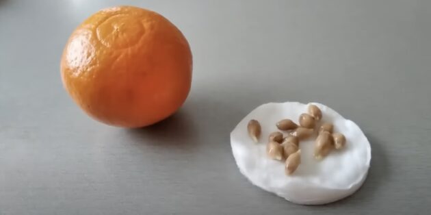 How to grow a tangerine from a stone
