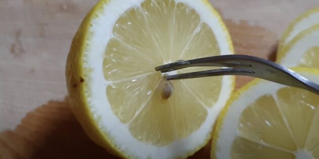 How to grow a lemon from a stone at home