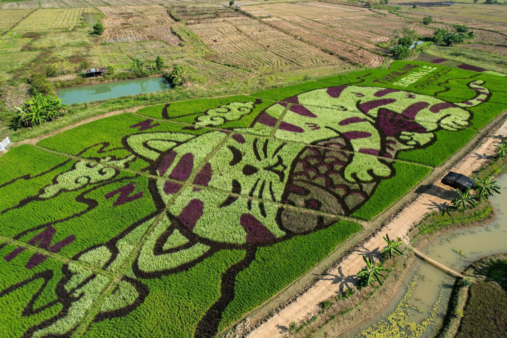 A farmer from Thailand creates huge images of cats in rice fields