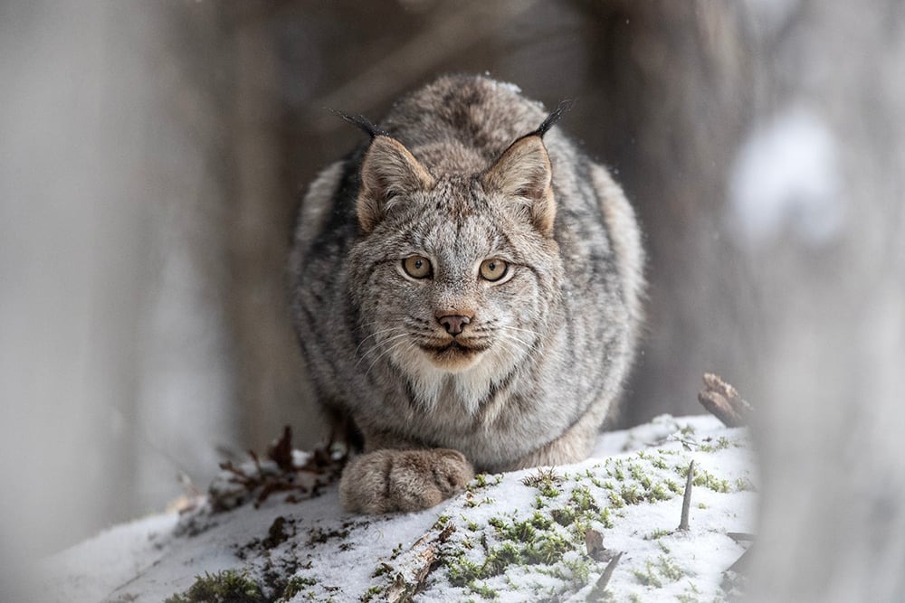 The winners of the Canadian Geographic magazine photo contest have been announced: 15 frames